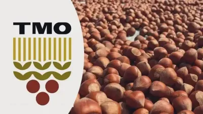 Toprak Mahsulleri Ofisi (TMO) fındık üreticisine yardımcı olacak
